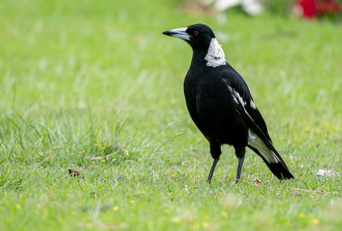 Australian Magpie (Black-backed) - ML614909479