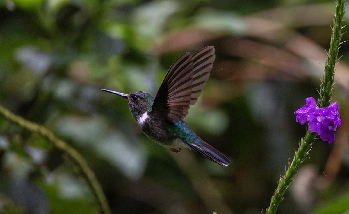 kolibřík ekvádorský - ML614909482