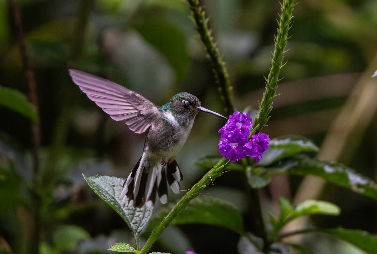 kolibřík ekvádorský - ML614909485
