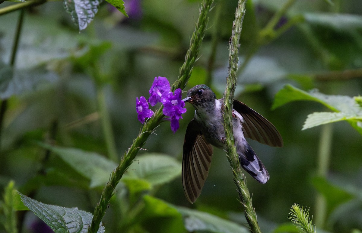 kolibřík ekvádorský - ML614909486