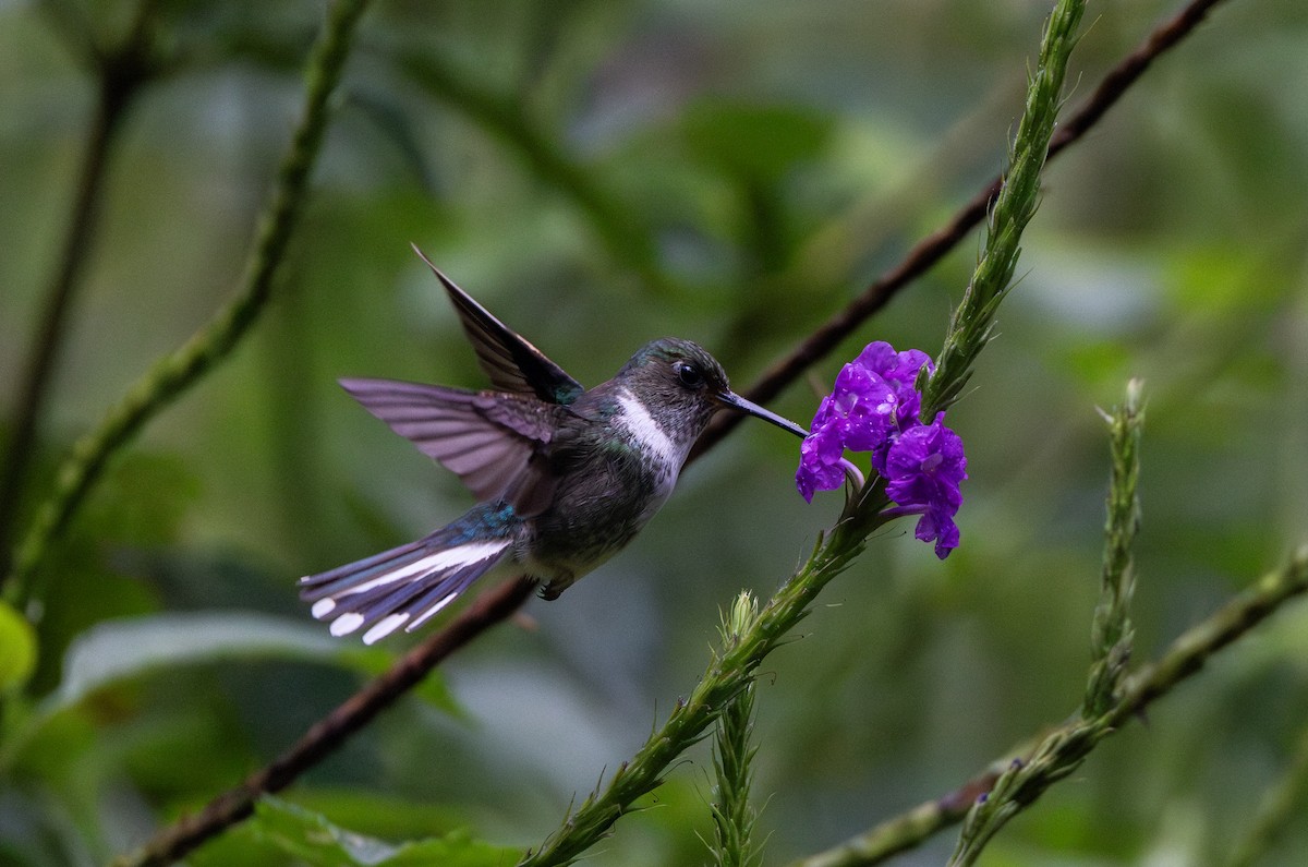 Colibri à queue mi-blanche - ML614909488