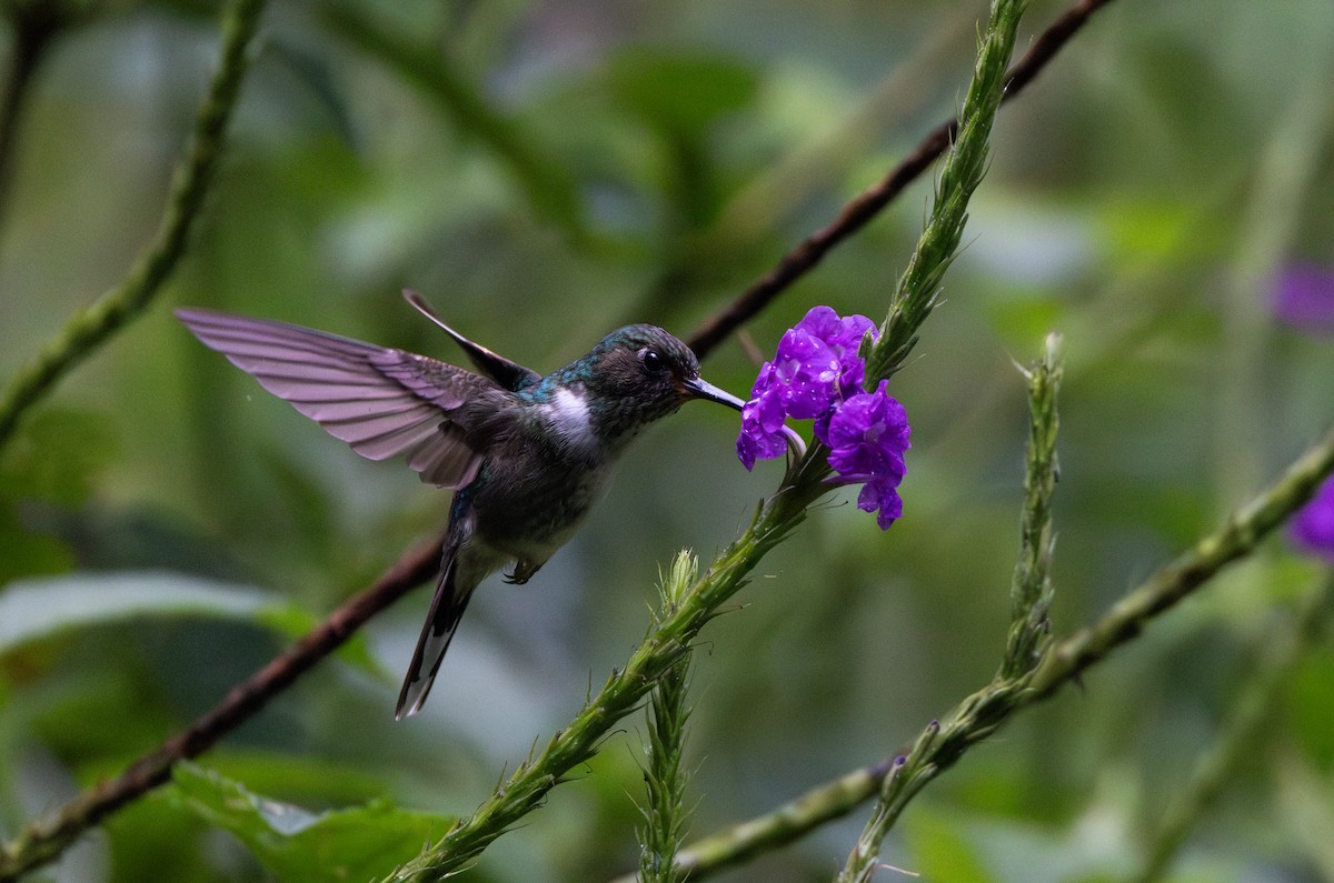 kolibřík ekvádorský - ML614909491