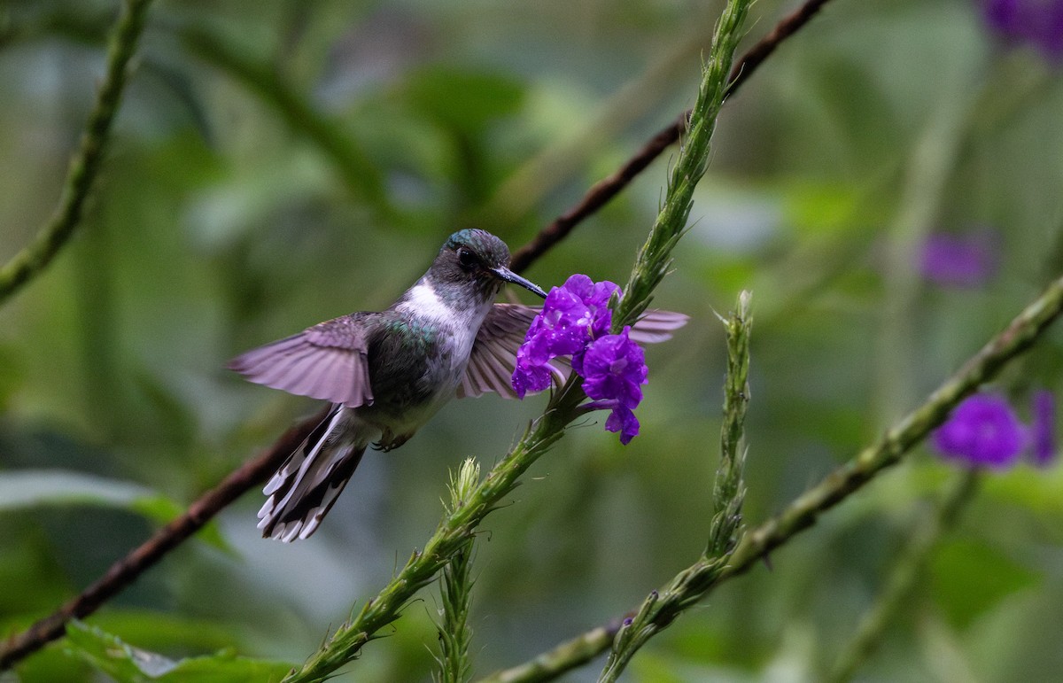 Colibri à queue mi-blanche - ML614909492