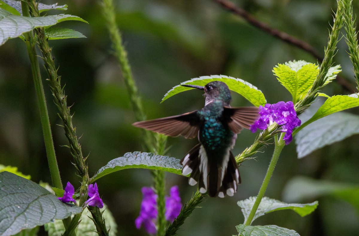 Colibri à queue mi-blanche - ML614909493