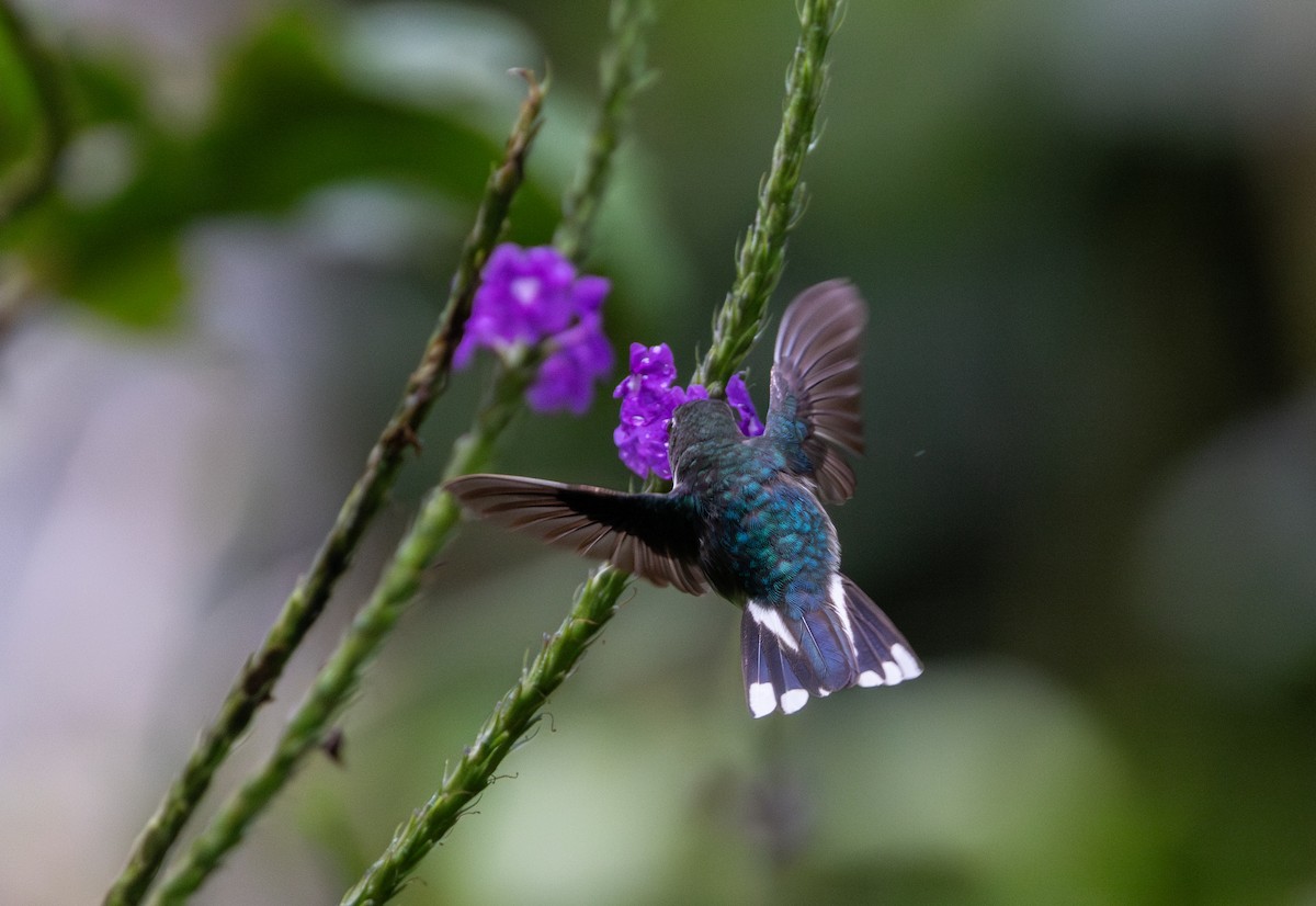 kolibřík ekvádorský - ML614909500