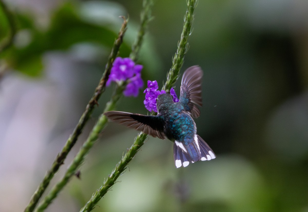 Ecuadorian Piedtail - ML614909500