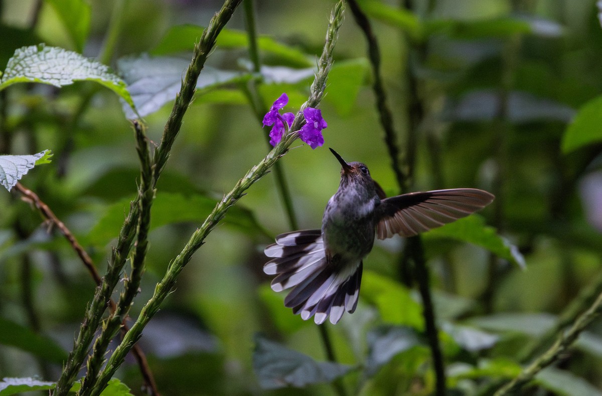 Colibri à queue mi-blanche - ML614909502