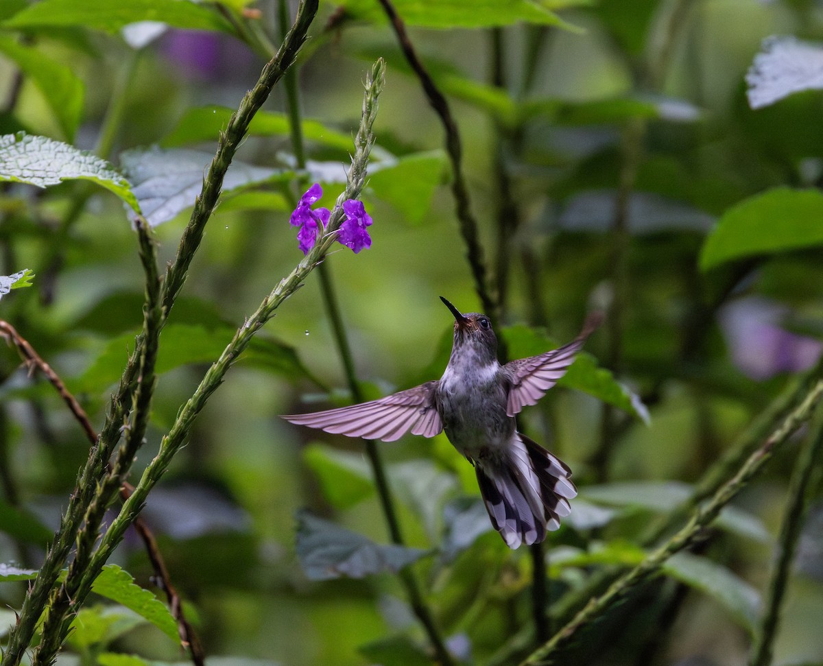 Schwarzweißschwanz-Kolibri - ML614909504