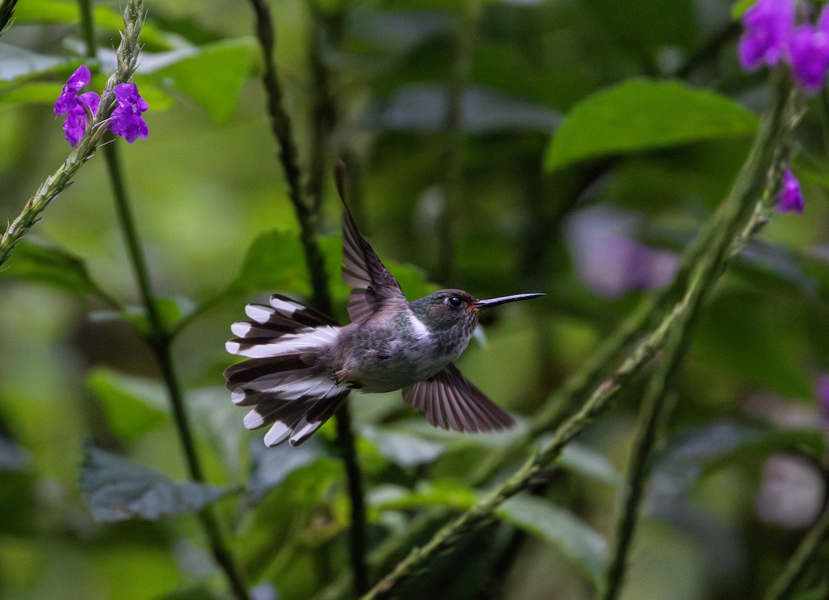 Colibri à queue mi-blanche - ML614909506