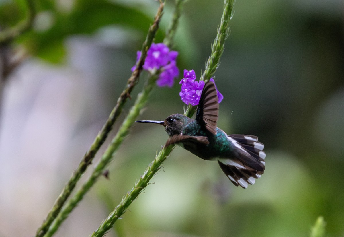 Colibri à queue mi-blanche - ML614909511