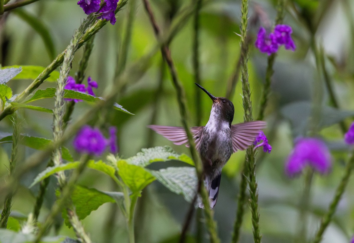 Colibri à queue mi-blanche - ML614909514