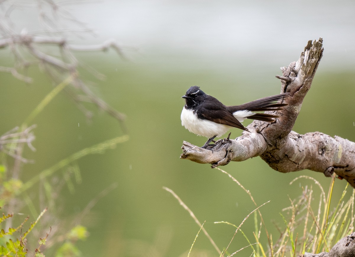 Willie-wagtail - ML614909574