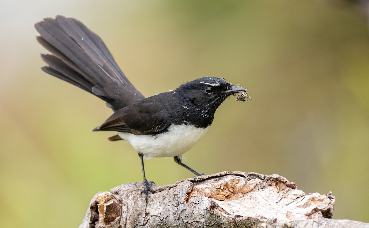 Willie-wagtail - Forest Botial-Jarvis