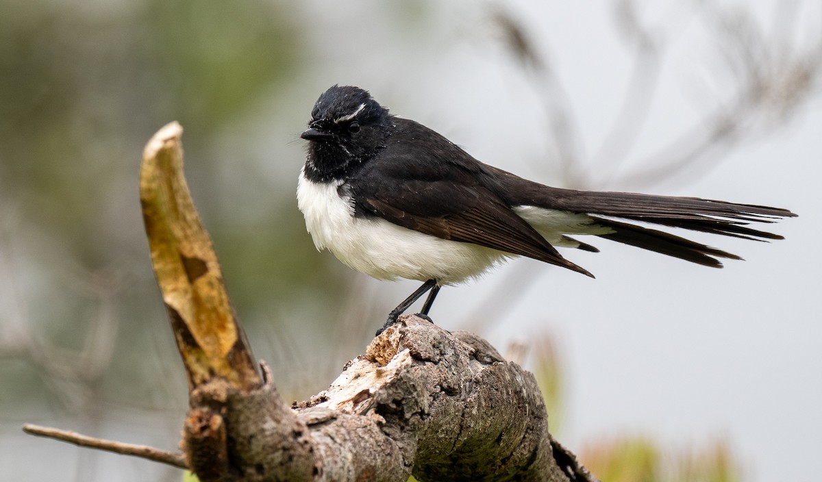 Willie-wagtail - ML614909577