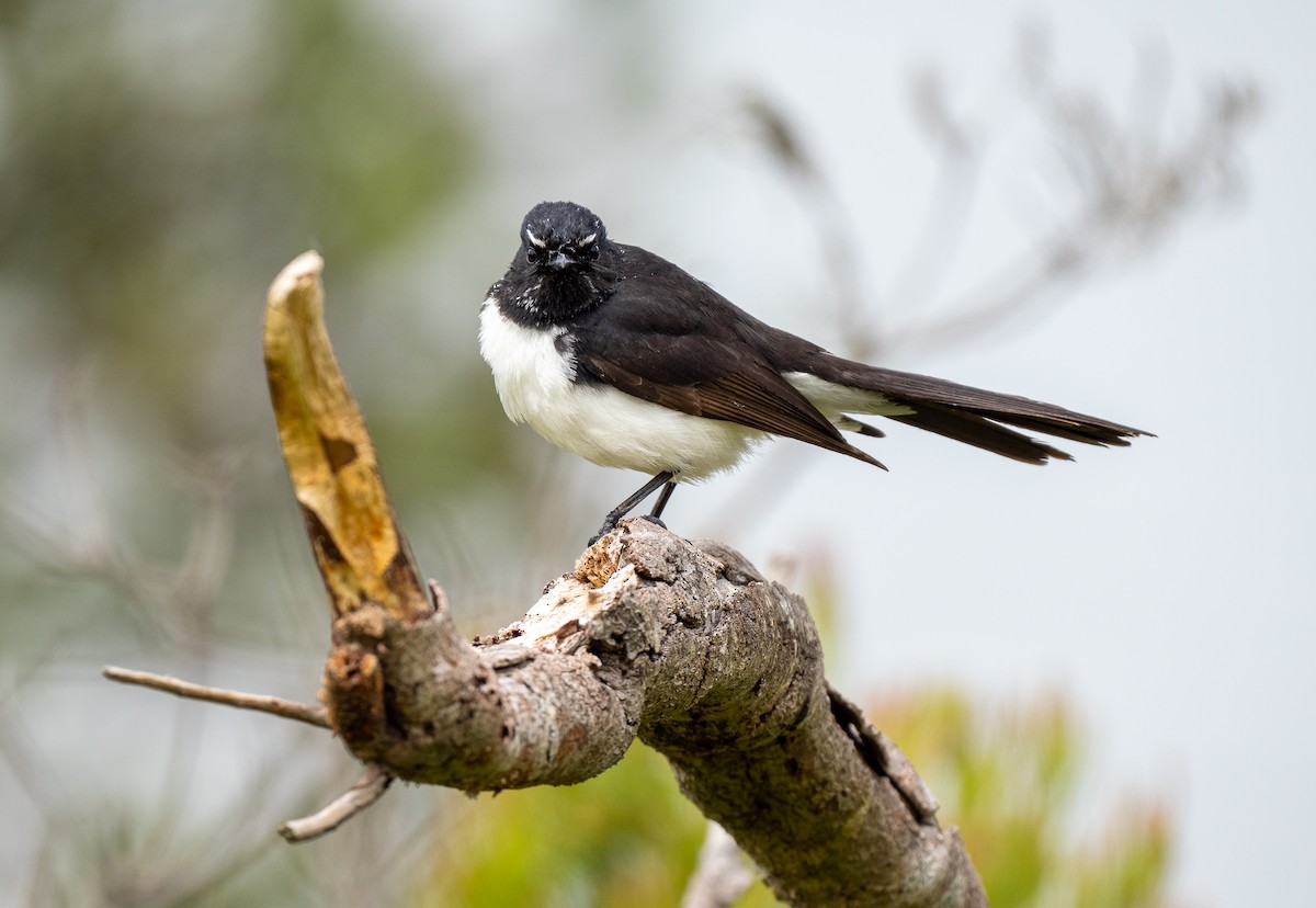 Willie-wagtail - ML614909578