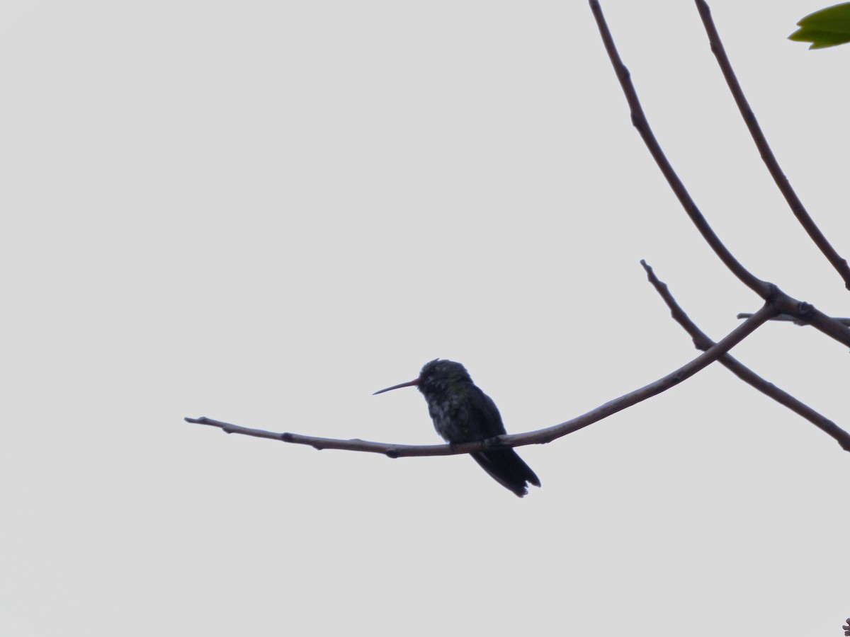 kolibřík lesklobřichý - ML614909641