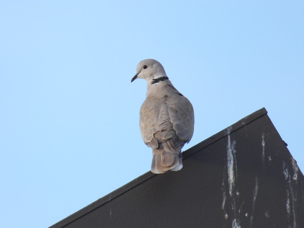 Eurasian Collared-Dove - ML614909659