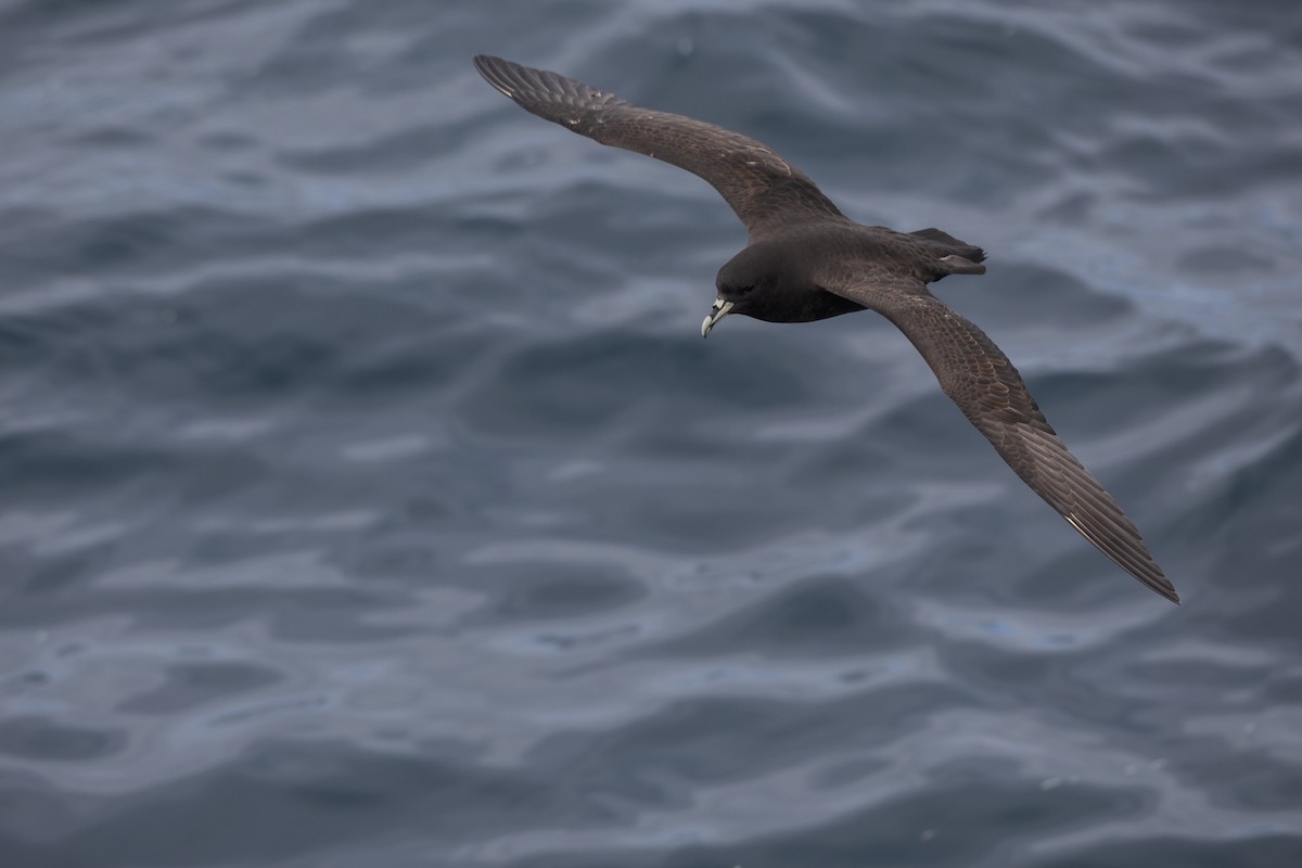 White-chinned Petrel - Adrian Boyle