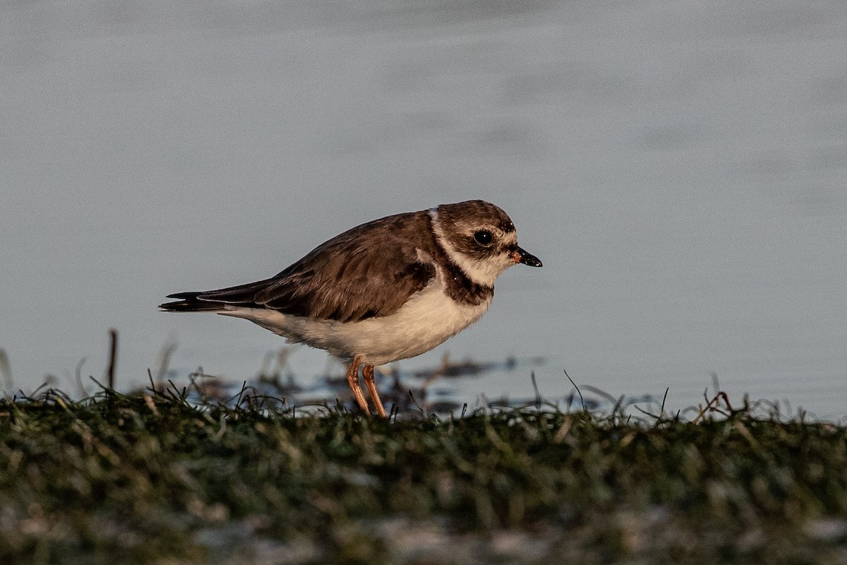 Semipalmated Plover - ML614909738