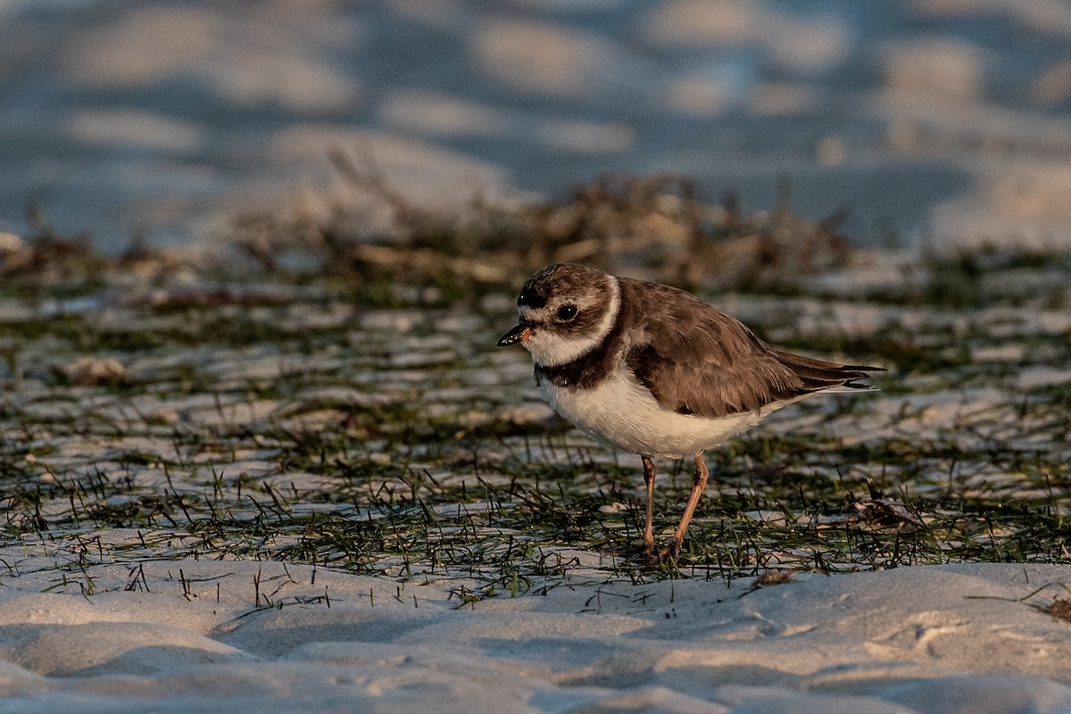 Semipalmated Plover - ML614909739