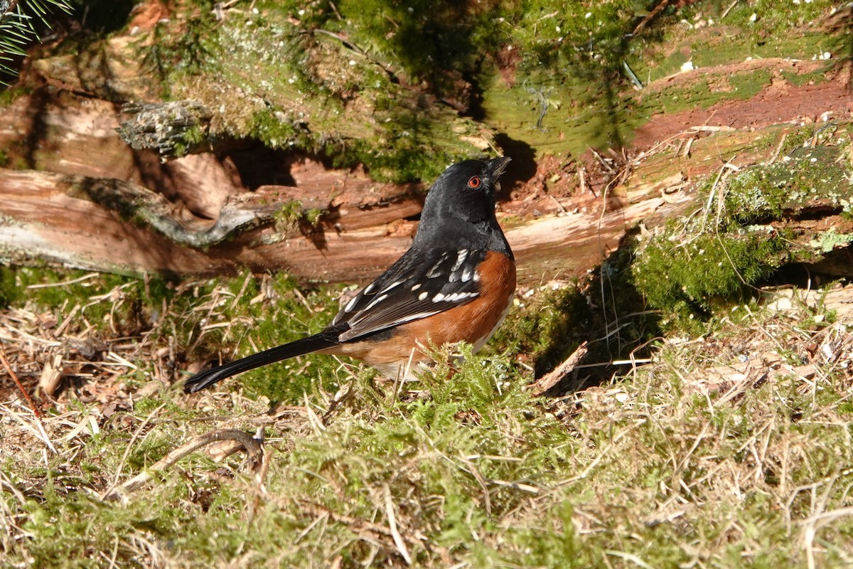 Spotted Towhee - Patty Rose