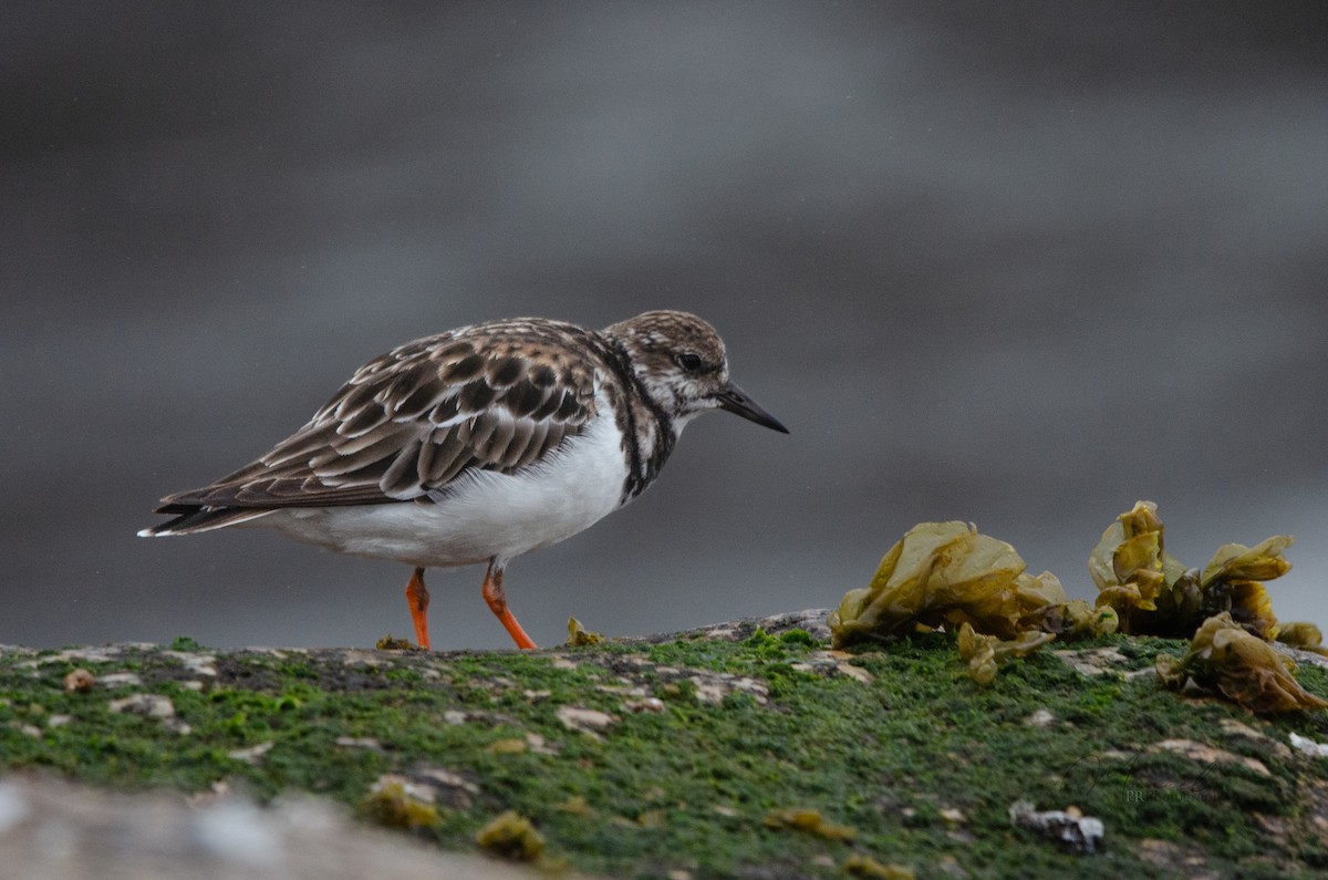 Ruddy Turnstone - ML614909778