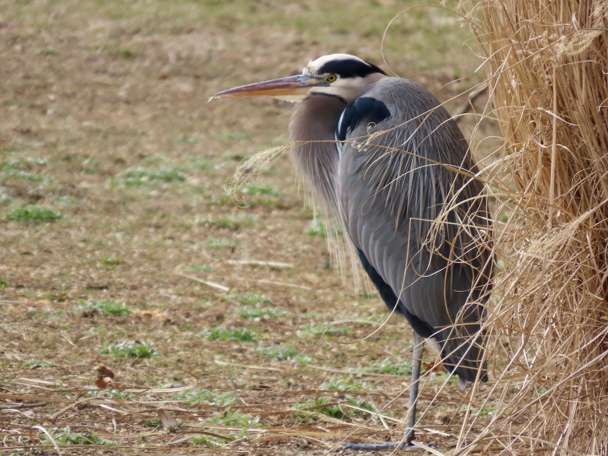 Great Blue Heron - ML614909794