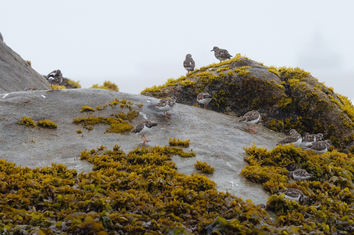 Surfbird - ML614909802