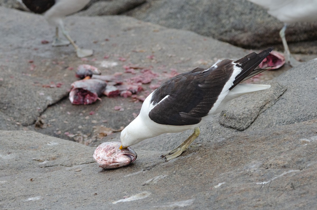 Kelp Gull - ML614909818