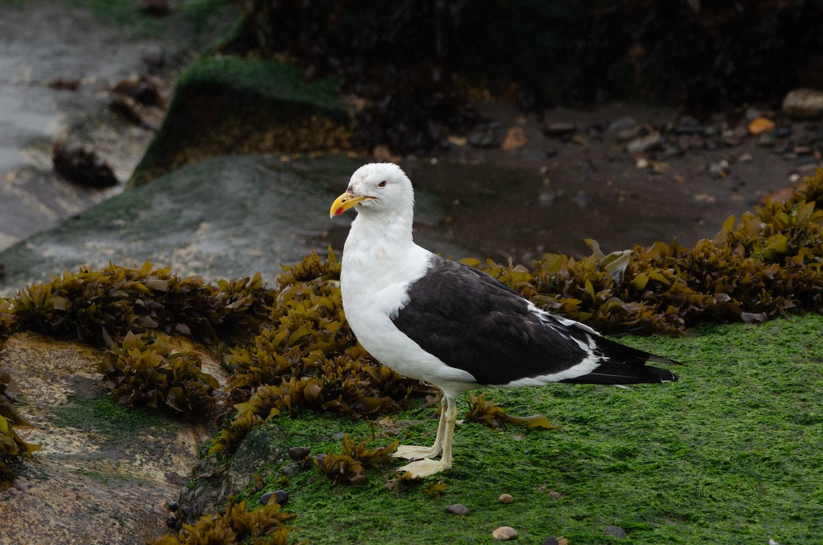 Kelp Gull - ML614909820