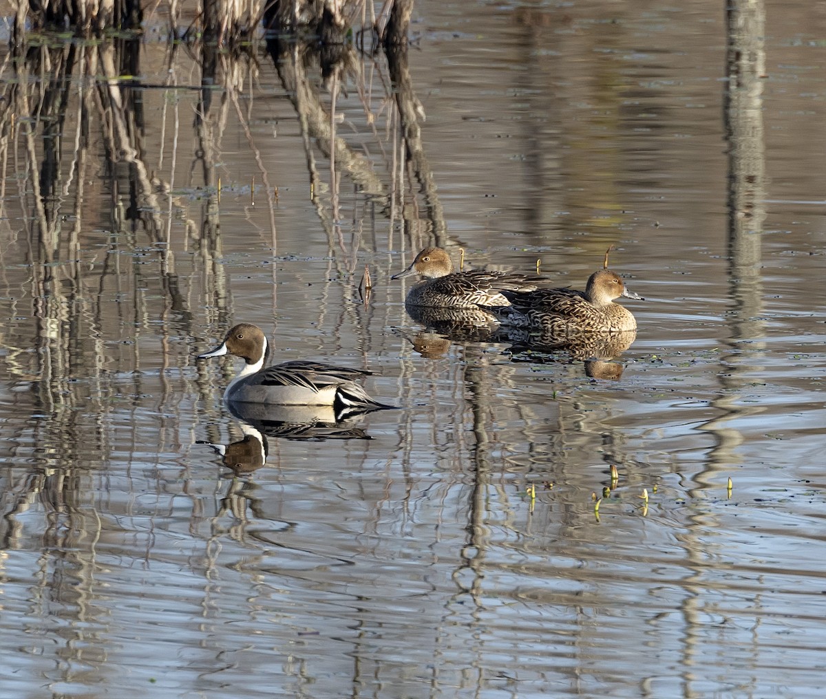 Northern Pintail - ML614909862