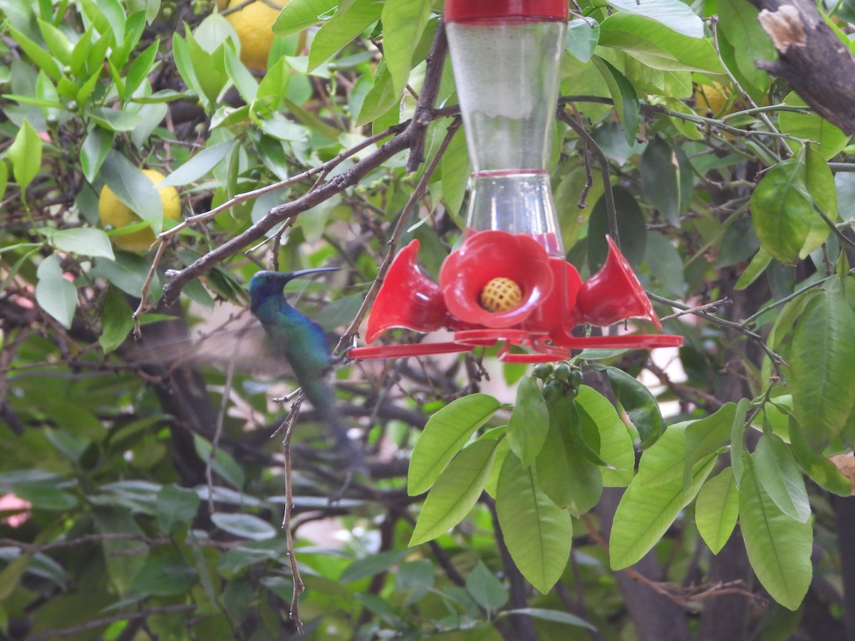 Colibrí Rutilante - ML614909916