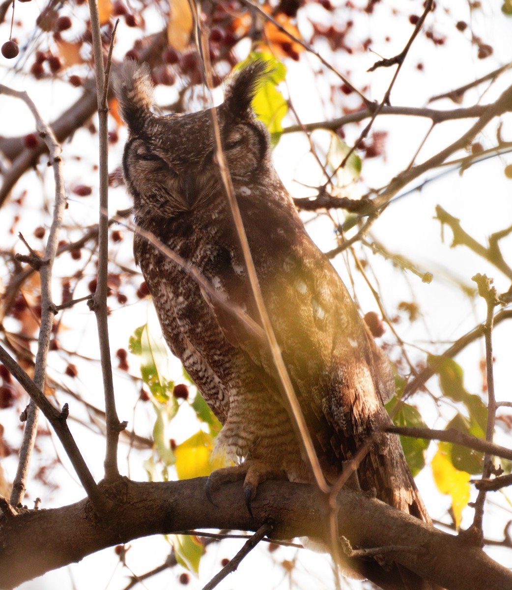 Grayish Eagle-Owl - ML614909949