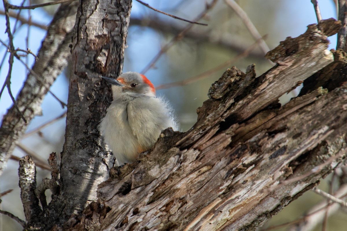 Red-bellied Woodpecker - ML614909968