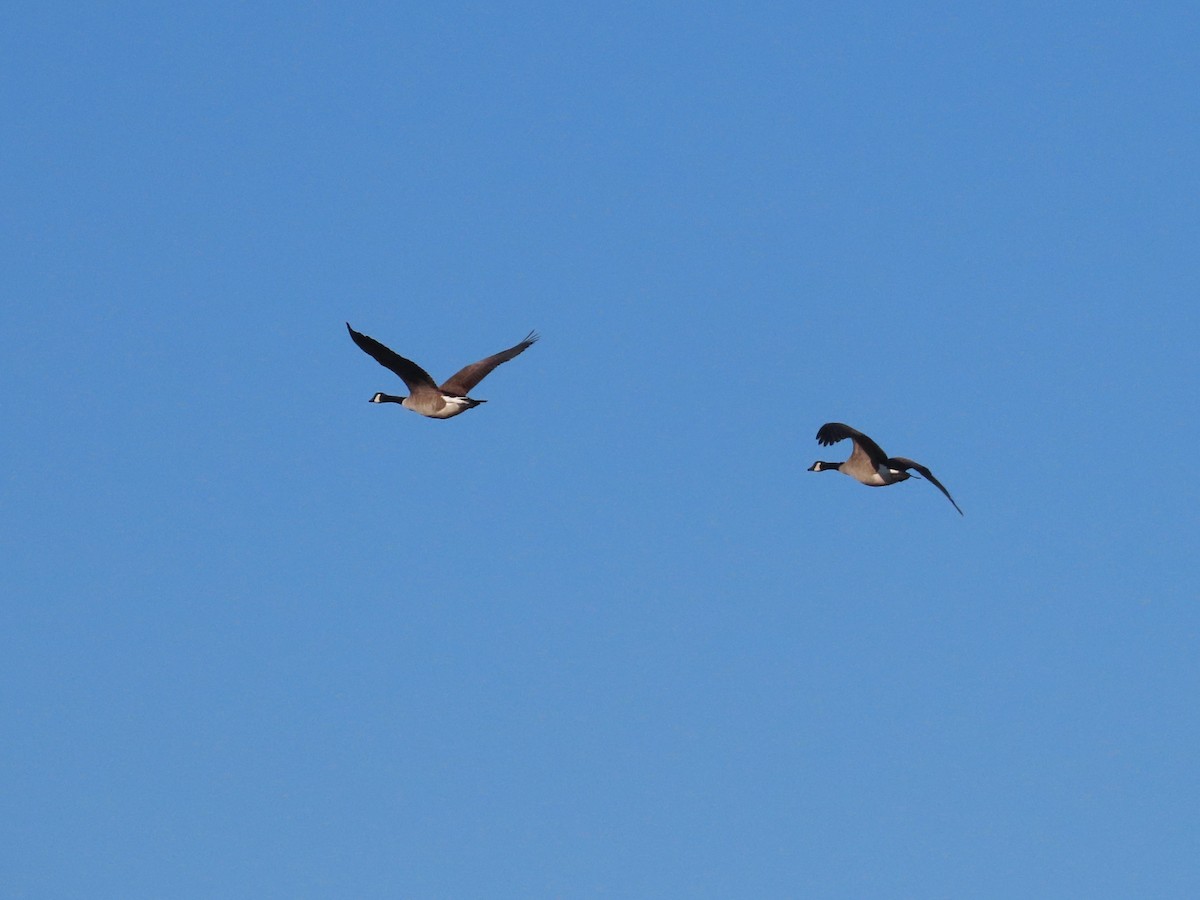 Canada Goose - Teresa Noel