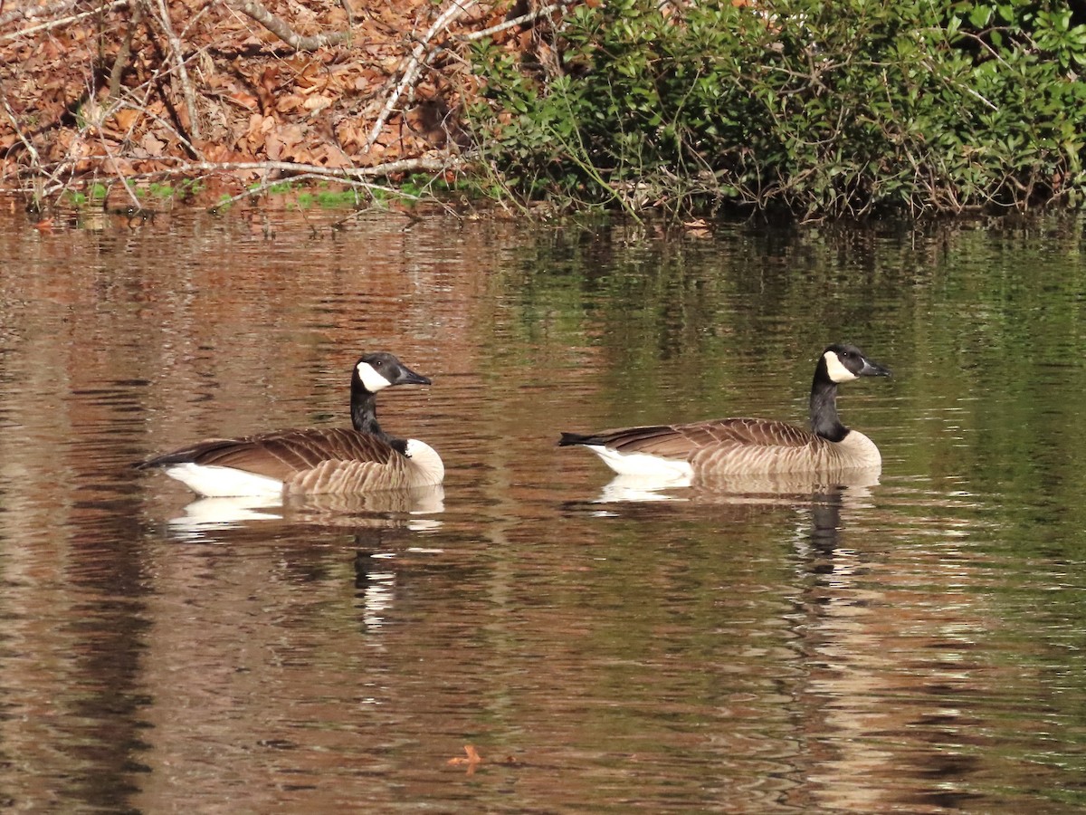 Canada Goose - Teresa Noel