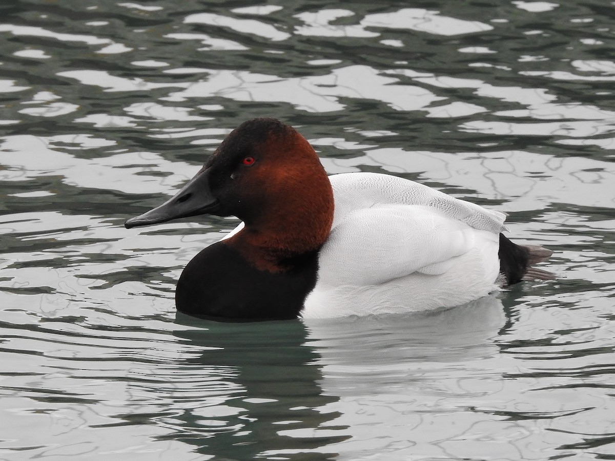 Canvasback - ML614910061