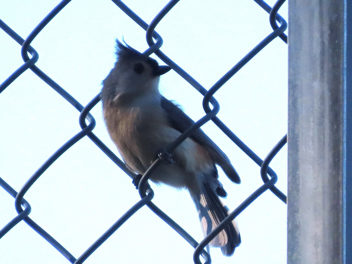 Tufted Titmouse - ML614910083