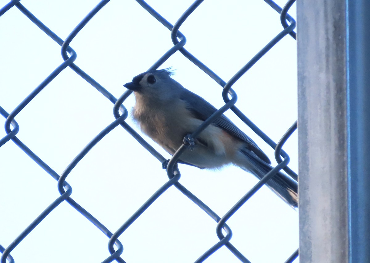 Tufted Titmouse - Teresa Noel