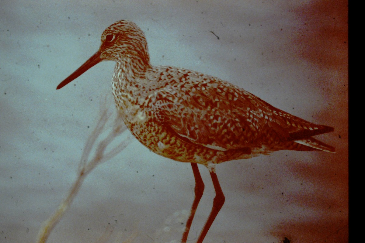 Chevalier semipalmé (inornata) - ML614910100