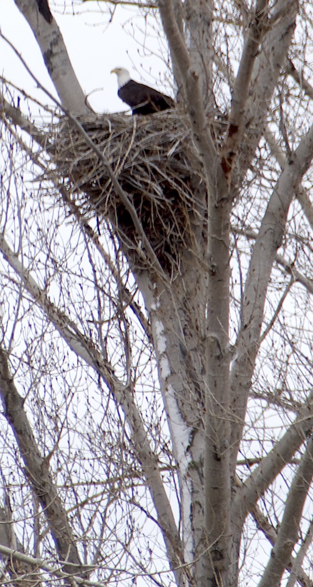 Bald Eagle - ML614910158