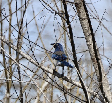 California Scrub-Jay - Carolyn Thiele