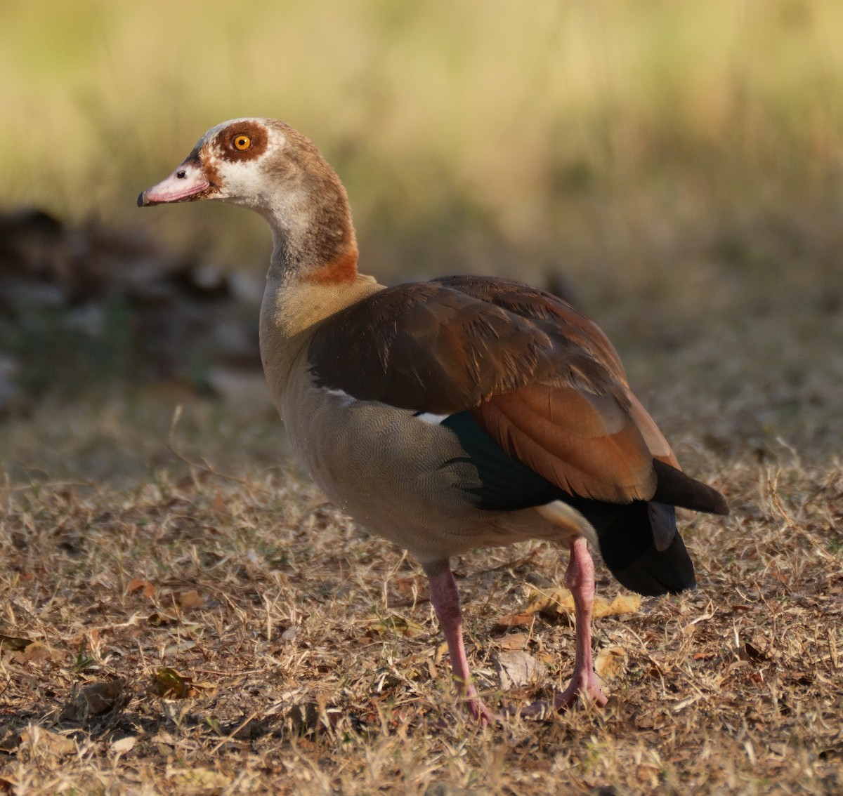 Egyptian Goose - ML614910234