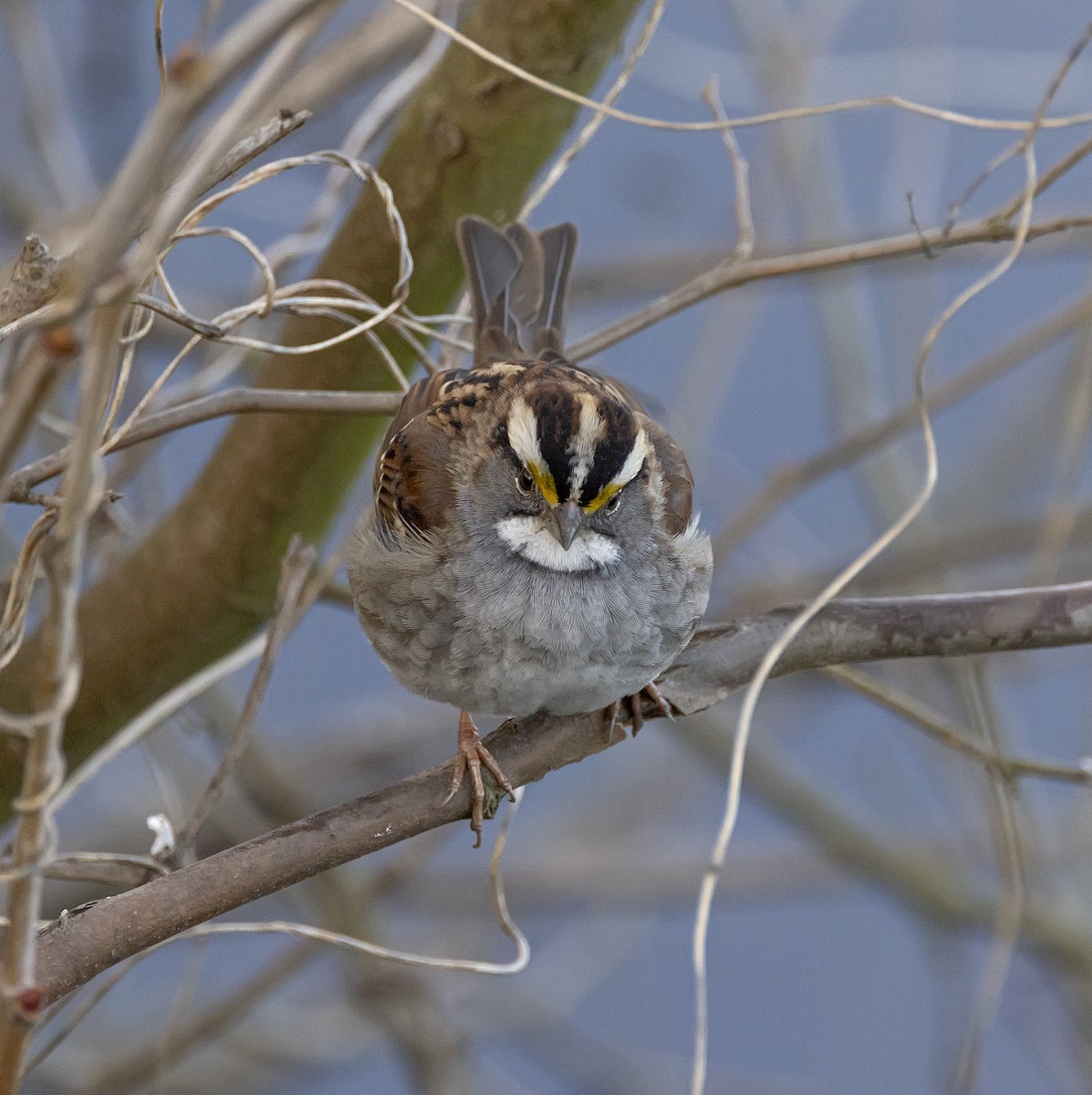 White-throated Sparrow - terry moore