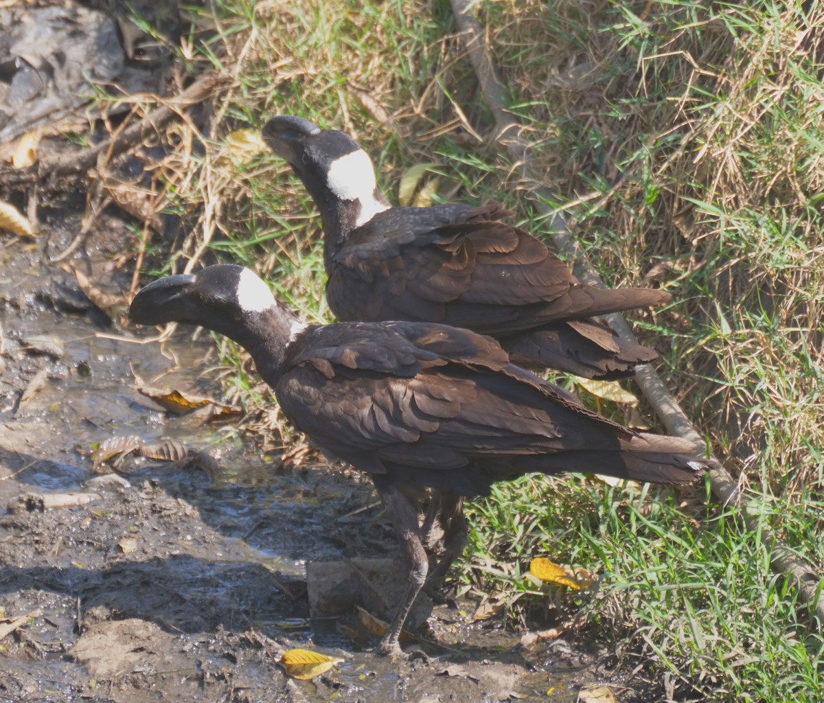 Thick-billed Raven - Tracy McLellan