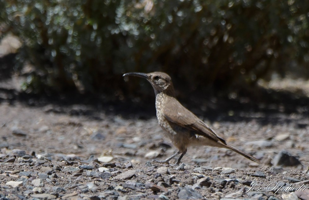 Scale-throated Earthcreeper - ML614910342