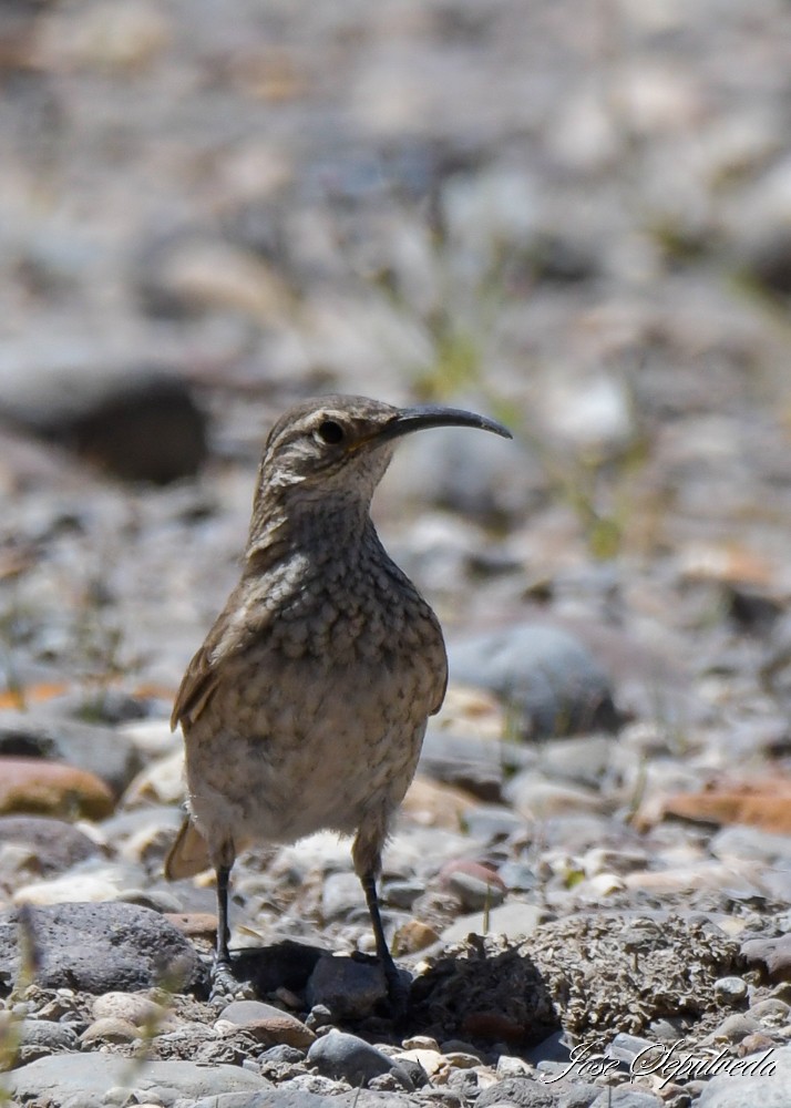 Scale-throated Earthcreeper - José Sepúlveda