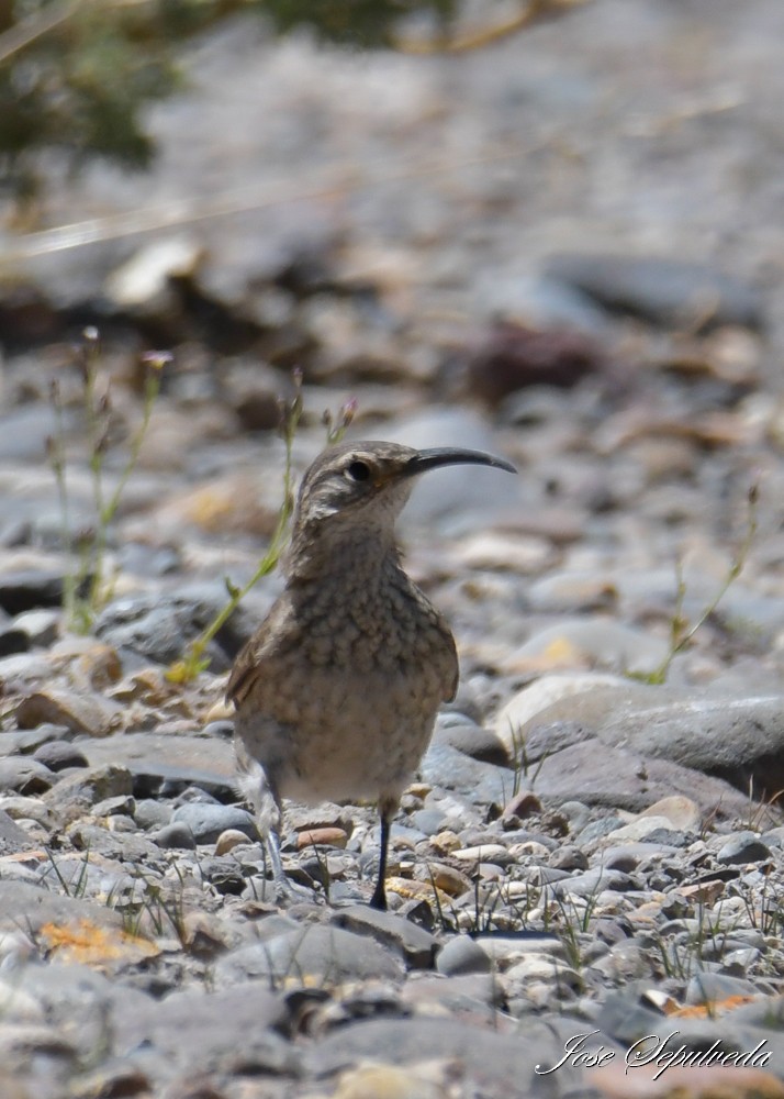 Scale-throated Earthcreeper - ML614910344