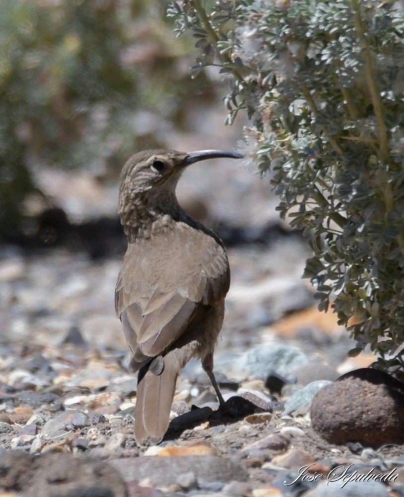 Scale-throated Earthcreeper - ML614910345