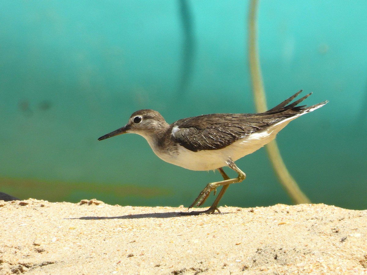 Common Sandpiper - ML614910408